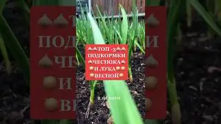 Подкормка чеснока весной 
