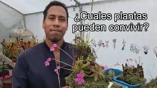 ¿Qué tipos de plantas pueden convivir en un pantano? - Plantas carnívoras