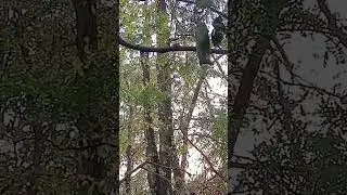 суджа