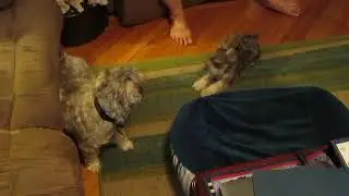 Fam Nico Pup & Joey 130830 #0479