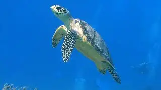 Sea Turtles And The Continental Shelf