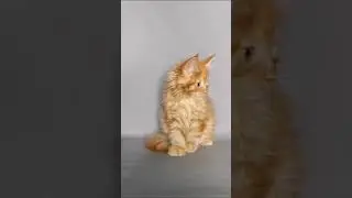 Котик мейн-кун. Красный. 2 месяца. Доступен.