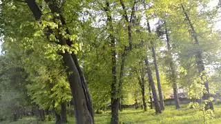 Пастораль