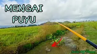 #EP895 Puyu yang Suka Menyambar - mancing puyu di waktu petang