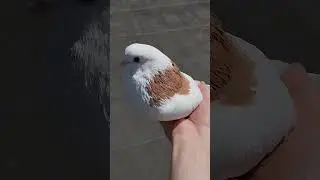3 Трофейный голубь 2024 название породы в комментарии #pigeon #голуби #top #birds
