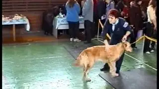 Выставка собак, г. Новосибирск