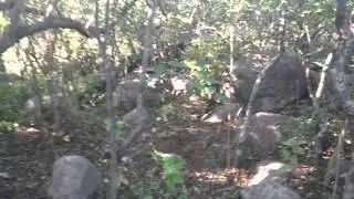 Bosquecito