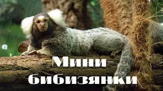 Разведенение игрунковых в неволе. Игрунки, тамарины и другие карликовые обезьяны