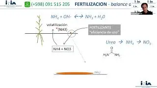Cómo decidir dosis y fuente de nitrógeno al fertilizar maíces tardíos y sorgo