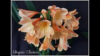Interspecific clivias in flower at Utopia Clivias 2020