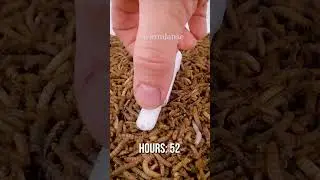 10 000 Mealworms vs. Strawberry Lip Balm