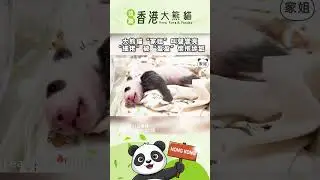 大熊貓“家姐”叫聲響亮，“細佬”被“盈盈”懷抱舔舐#香港大熊貓 #panda  #香港 #hongkong