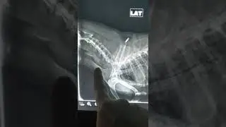 Collapsed trachea in a dog