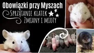 🐾🐭Luźny VLOG - Mioty, Obowiązki przy Myszach, Sprzątanie klatek