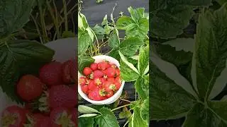 #рассадаклубники #strawberry #огород #чебоксары #лето #дача  #клубника