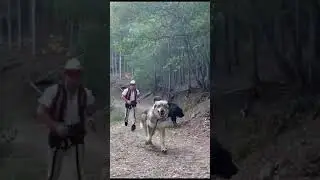 Vrapim me kampionët e Sharrit