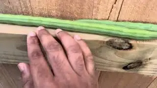 Four Fresh Drumsticks From The Moringa Tree #moringatree #drumsticks #freshvegetables