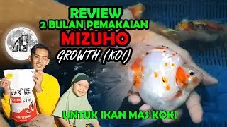 REVIEW PEMAKAIAN 2 BULAN MIZUHO GROWTH KOI UNTUK IKAN MAS KOKI