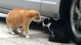 Senile Talking Cat! (The Original)