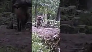 A Fox Running With a Squirrel!