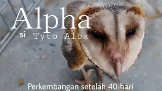 Perkembangan Alpha si tyto Alba umur 40 hari. Sarapan sama kucing