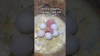 Как растут птенцы 🐣🐣
