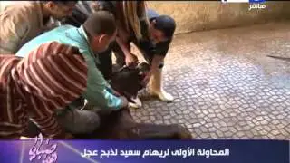 صبايا الخير - لأول مرة الاعلامية / ريهام سعيد تحاول  ذبح عجلين مرتين
