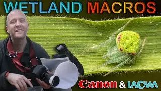 Canon R7 & Laowa 90mm Macro: My Favourite Setup in the Field