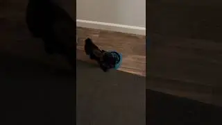 Pug Spinning