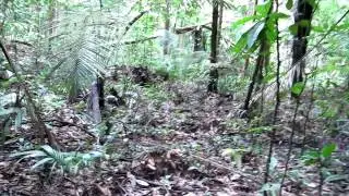 Walking/Falling in the Jungle