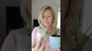 ‪@lerakotikplants‬