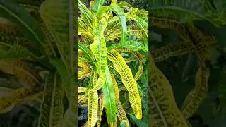 #parrot #cute #animals #bird #animal #botanicalbeauty #gardenbeauty #flowergarden #pets #birds