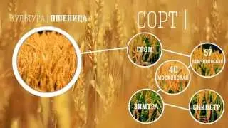 ЗАО АРТЕЛЬ (Высокотехнологичное производство семян)