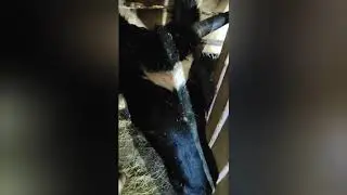 Панос у коровы. Что делать?  Лечение паноса у КРС.