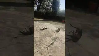 What the hell these cats are doing #cat #cats #tiktok #tiktokvideo #memes #youtubeshorts #youtube
