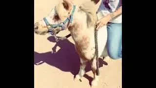 Photo op pony