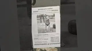 Пропала собака в Киеве. #украина #собака #розыск