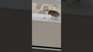 😍العصفور😍