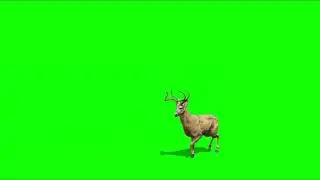 Green Screen: Running Deer - free to use - HD