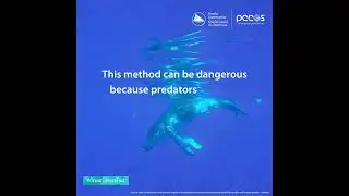 Ocean Science Fact: Whales can whisper  #Shorts