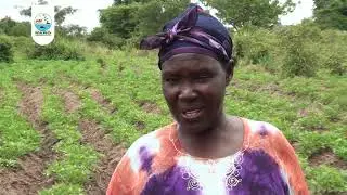 Sweet Potato Farming In Uganda - NARO