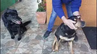 Masaje para Frida y Perla