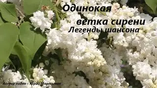 Одинокая ветка сирени  -  Легенды шансона