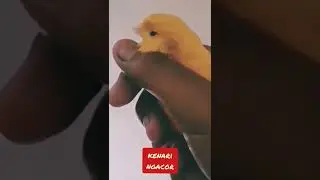 canary ngacor poll ( kenari dalam gemgaman tangan) #burungkicau #shorts