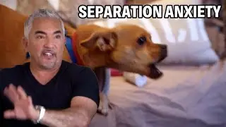 Fix Dog Separation Anxiety | Dog Nation Episode 7 - Part 2