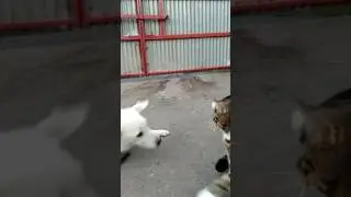 #кот #тренд