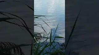 ГДЕ ГУСИ - ЛЕБЕДИ ?