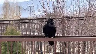 Разговорчивый черный ворон!)