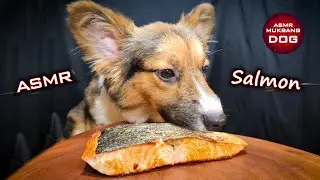 ASMR Mukbang Salmon 🍣 Corgi Dog Eating 6 🐕