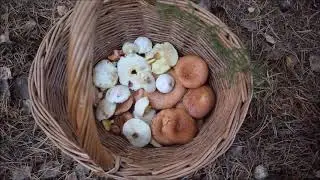 Приехала за маслятами набрала рыжиков
